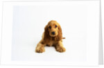 Cocker Spaniel Puppy by Anonymous