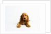 Cocker Spaniel Puppy by Anonymous