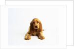 Cocker Spaniel Puppy by Anonymous