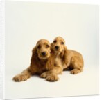 Pair of Cocker Spaniel Puppies by Anonymous