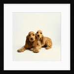 Pair of Cocker Spaniel Puppies by Anonymous