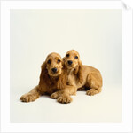 Pair of Cocker Spaniel Puppies by Anonymous