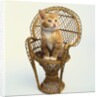 Kitten Sitting on Chair by Anonymous