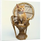 Kitten Sitting on Chair by Anonymous