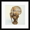 Kitten Sitting on Chair by Anonymous