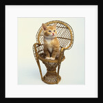 Kitten Sitting on Chair by Anonymous