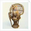 Kitten Sitting on Chair by Anonymous