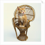 Kitten Sitting on Chair by Anonymous