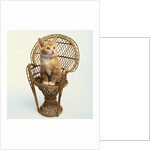 Kitten Sitting on Chair by Anonymous