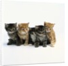 Five Tabby Kittens by Anonymous