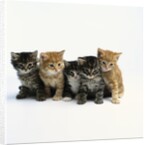 Five Tabby Kittens by Anonymous