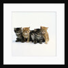 Five Tabby Kittens by Anonymous
