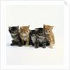 Five Tabby Kittens by Anonymous