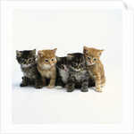 Five Tabby Kittens by Anonymous