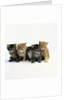 Five Tabby Kittens by Anonymous