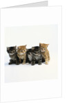 Five Tabby Kittens by Anonymous