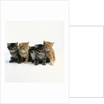 Five Tabby Kittens by Anonymous