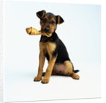 Puppy Holding a Bone by Anonymous