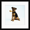 Puppy Holding a Bone by Anonymous