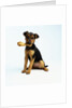 Puppy Holding a Bone by Anonymous