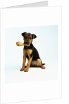 Puppy Holding a Bone by Anonymous