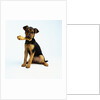 Puppy Holding a Bone by Anonymous