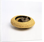 Gray Kitten Hiding in Hat by Anonymous