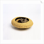 Gray Kitten Hiding in Hat by Anonymous