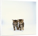 Pair of Tabby Kittens by Anonymous