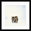 Pair of Tabby Kittens by Anonymous
