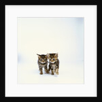 Pair of Tabby Kittens by Anonymous