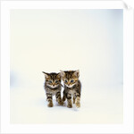 Pair of Tabby Kittens by Anonymous