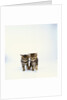Pair of Tabby Kittens by Anonymous