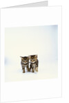 Pair of Tabby Kittens by Anonymous