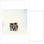 Pair of Tabby Kittens by Anonymous