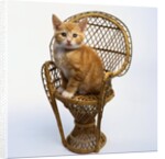 Kitten Sitting on Chair by Anonymous