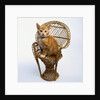Kitten Sitting on Chair by Anonymous