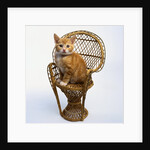 Kitten Sitting on Chair by Anonymous