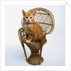 Kitten Sitting on Chair by Anonymous