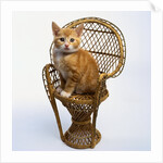 Kitten Sitting on Chair by Anonymous