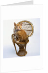 Kitten Sitting on Chair by Anonymous