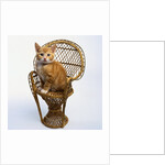 Kitten Sitting on Chair by Anonymous