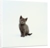 Gray Kitten by Anonymous