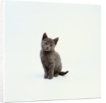 Gray Kitten by Anonymous