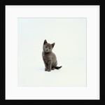 Gray Kitten by Anonymous