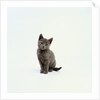 Gray Kitten by Anonymous