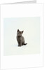 Gray Kitten by Anonymous