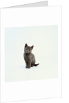 Gray Kitten by Anonymous