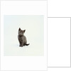 Gray Kitten by Anonymous