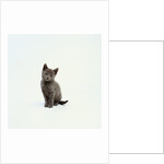 Gray Kitten by Anonymous